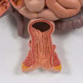 Human Digestive System Model - Liver Stomach Large Intestine Model Open Organ Model Coronal Section Model | Digestive Teaching Model. 