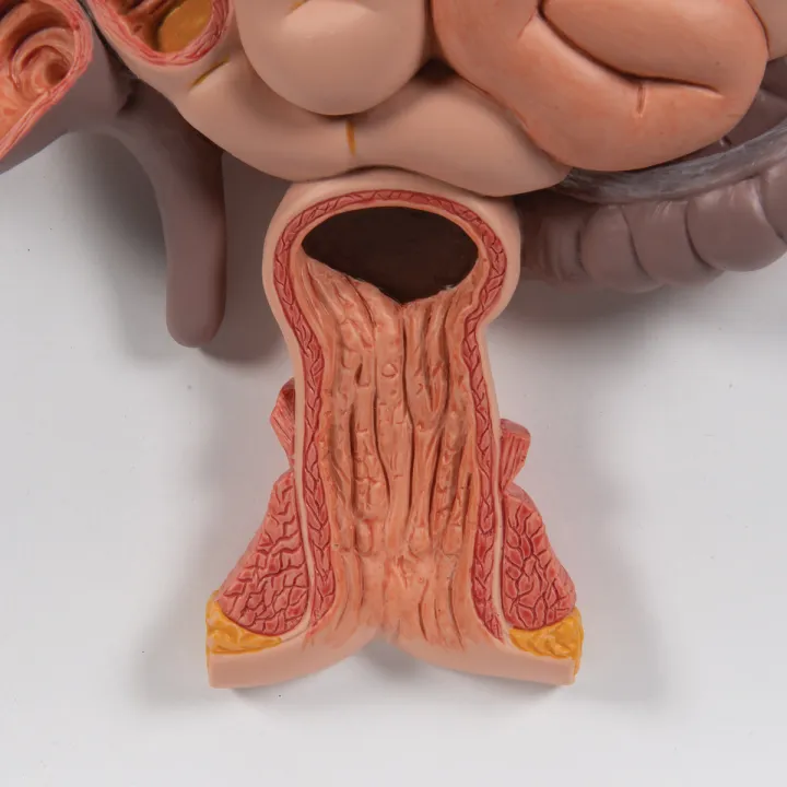 Human%20Digestive%20System%20Model%20-%20Liver%20Stomach%20Large%20Intestine%20Model%20Open%20Organ%20Model%20Coronal%20Section%20Model%20%7C%20Digestive%20Teaching%20Model%20-%20Image%206