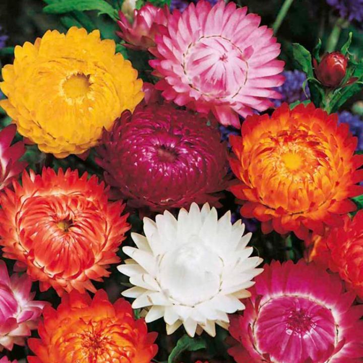 Helichrysum dwarf flower seeds-imported BY ADNAN EXPRESS