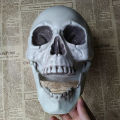 Skull Ornament Creative Delicate Realistic Human Skull Statue Head Bone Model for Party. 