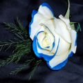 White Blue Corner Rose Flower Seeds. 