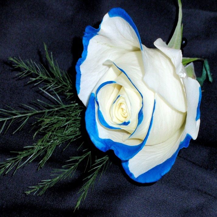 White%20Blue%20Corner%20Rose%20Flower%20Seeds%20-%20Image%202