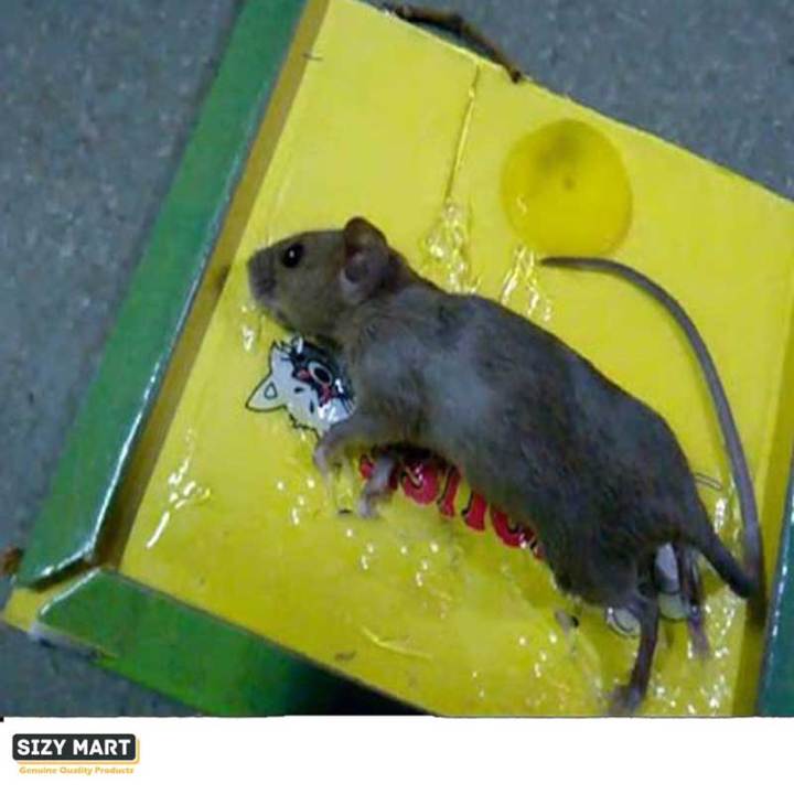 Expert Rat Killer, Mouse Catcher Glue Board, Catch Trap Glue Book Mat Pad, Mouse Catcher Glue Sticky, Mouse Pad Traps, Mouse Catcher, Mice Professional Strength Glue and Foldable Cardboard