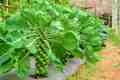 Brussel Sprout Seed Imported Vegetable seed with best result. 