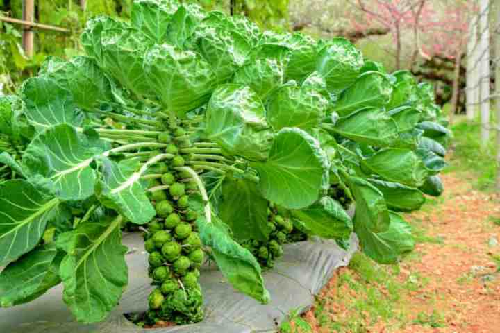 Brussel%20Sprout%20Seed%20Imported%20Vegetable%20seed%20with%20best%20result%20-%20Image%203