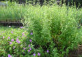 Seeds  - Catnip Herb Seeds - Home Kitchen Gardening Flower Seeds. 