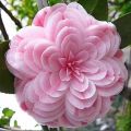 Camellia trees are easy to plant in pots all year round, and fragrant camellia flowers are planted in gardens.. 