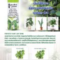 Perfect Plant Leaf Shine Spray – 200ml. 