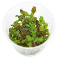 Hygrophila sp. "Brown" Aquarium [ Live ] Plant. 