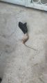 Heavy Duty Mouse Trap | High Quality Plastic & Stainless-Steel Springs | Reusable & Convenient Mice Catcher | Effective Rat Killer for Indoor and Outdoor Use | Faster Elimination. 