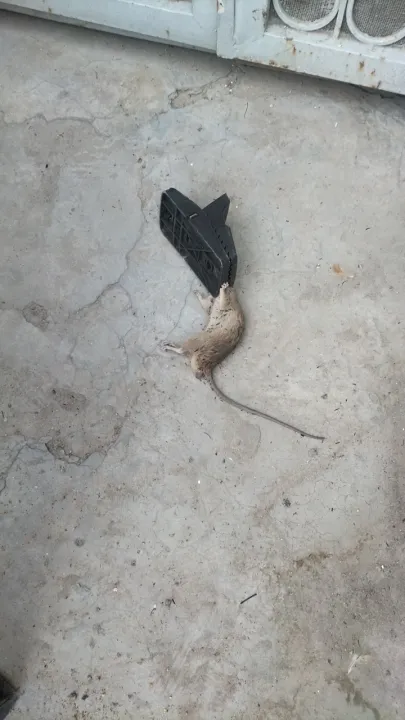 Heavy%20Duty%20Mouse%20Trap%20%7C%20High%20Quality%20Plastic%20&%20Stainless-Steel%20Springs%20%7C%20Reusable%20&%20Convenient%20Mice%20Catcher%20%7C%20Effective%20Rat%20Killer%20for%20Indoor%20and%20Outdoor%20Use%20%7C%20Faster%20Elimination%20-%20Image%206