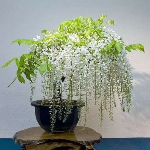Bonsai%20Wisteria%20Tree%20Seeds%20White%20Flowering%20Fast%20Growing%20Plant%20for%20Garden%20Lawn%20Yard%20Park%20Bonsai%20Wisteria%20White%20Tree%20Seeds%20-%20Image%202
