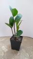 zz Plant Zamioculcas zamiifolia Indoor Table ZZ Plant Oxygen Plant. 