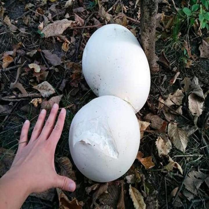 Giant Puffball Mushroom Spawn Seeds