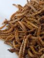 Dry Mealworms (Protein Bites Turmeric Coated For Your Birds). 