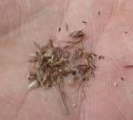 Lemon Grass Seeds - UK Imported - Lemongrass Home Kitchen Gardening. 