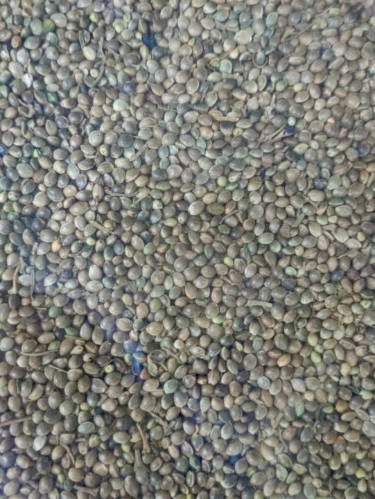 Pramod Jowar Grains, Pack Size: 1kg for birds