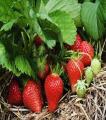 Strawberry seeds f1 (100% gurrented result). 