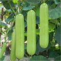 Bottle Gourd (Long Kadu)  Desi Fast Growing Seeds - Kitchen Gardening Vegetable Seeds. 