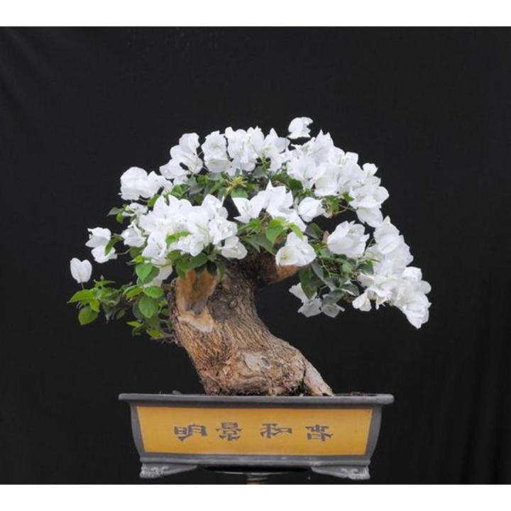 Bougainvillea White Tree Seeds