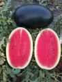 Desi Watermelon / Tarbooz Seeds 15+. 