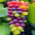 Rainbow Grapes Seeds. 