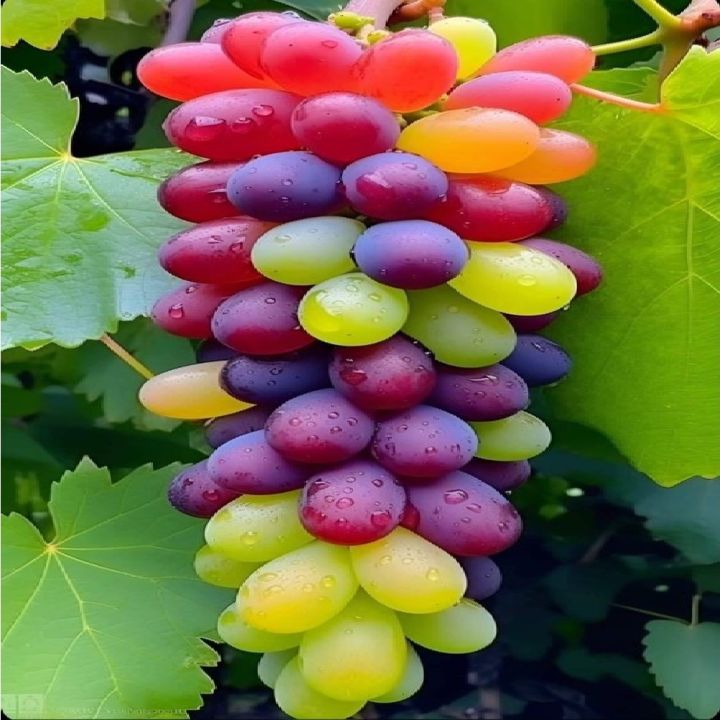 Rainbow Grapes Seeds