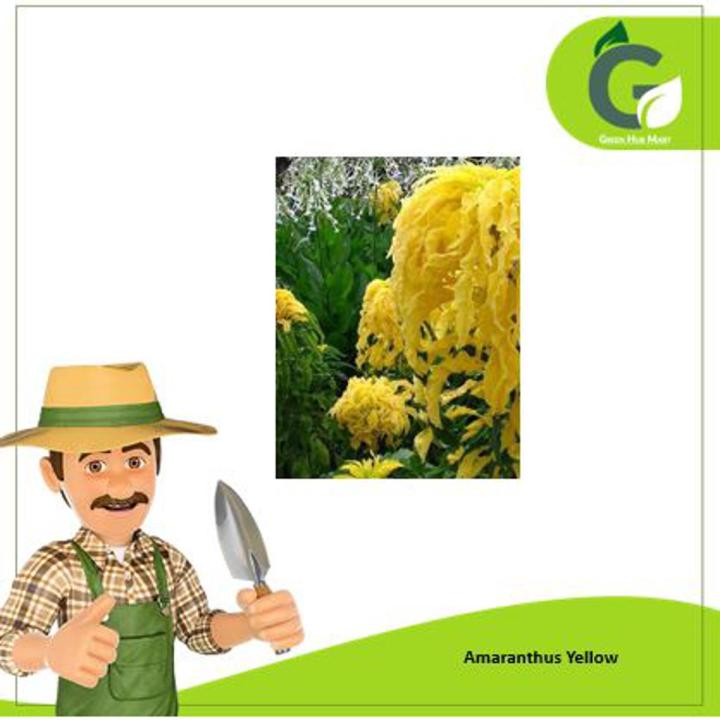Amaranthus Seeds Summer Flower Seeds By Sunny View Seeds