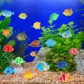 20Pcs Tropical Fish Figure Play Set with Plastic Fish Toys Small Plastic Fish Assorted Fishes Baby Bath Toy BruberryBe. 