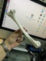 Human Humerus Bone Model | Large Size | Teaching Model. 