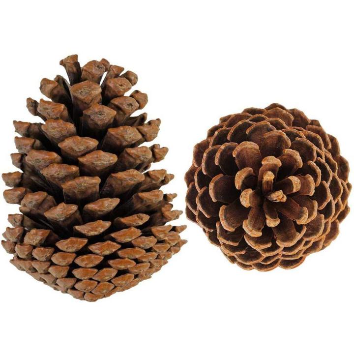 2 pecs Natural pine cone  for decoration