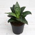 Beautiful Flowering Snake Plant. 