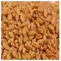 Gandum - Wheat 1-KG / گندم. 