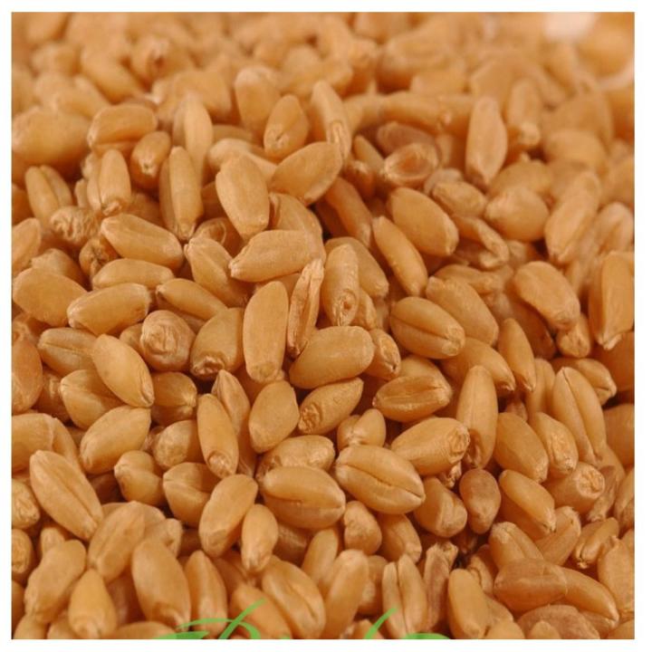 Gandum - Wheat 1-KG / گندم