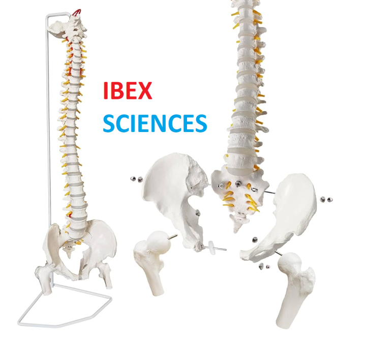 IBEX SCIENCES Educational Model,85Cm Life Size Vertebral Column Model ...