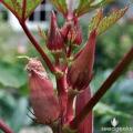 Red okra seeds (lady finger) vegetable seeds-RARE VARIETY- BY HK DEALER. 