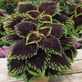 Kong Scarlet Coleus Seeds. 