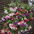 Mix Color Fuchsia Flower Plant Seeds. 