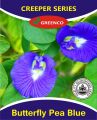 1 Pack Imported Best Quality Long Life Creeper Seeds. 