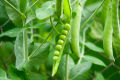 20 Peas Seeds - Kitchen Gardening - Vegetable Seeds. 