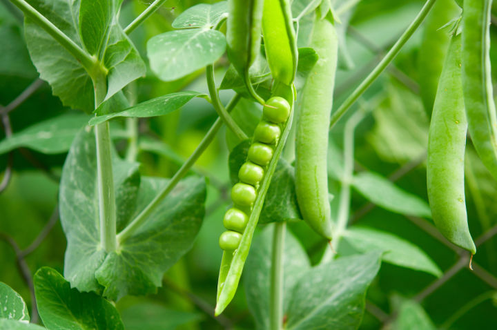20 Peas Seeds - Kitchen Gardening - Vegetable Seeds