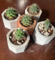 Mini cactus real plants in pots, rooted succulent plants in soil and assorted pots. 