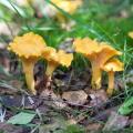Chanterelles  Mushrooms Spawn Seeds. 