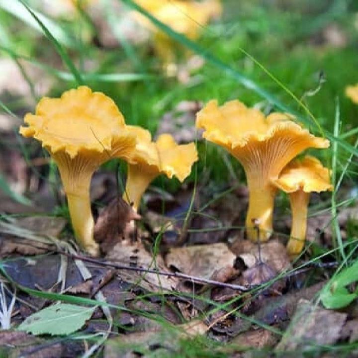 Chanterelles  Mushrooms Spawn Seeds