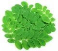 3V PRODUCTS: Moringa Leaf Powder 50g |Sahjan Leaf | Moringa Oleifera Leaf for Boost Immunity. 