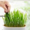 Tray Catnip Cultivation Box Wheatgrass Grower Detachable Pet Cats Grass Growing Cats for Microgreens Home. 