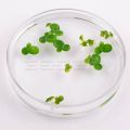 Duckweed  Aquarium Plant Seeds. 