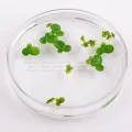 Duckweed  Aquarium Plant Seeds. 