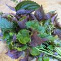 Perilla (Shiso) Seeds 15gm. 