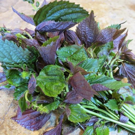 Perilla%20(Shiso)%20Seeds%2015gm%20-%20Image%202